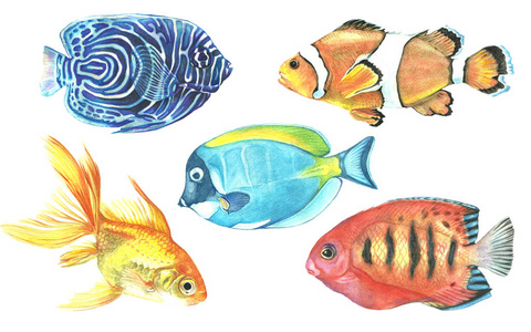 用水彩颜料收集的热带鱼