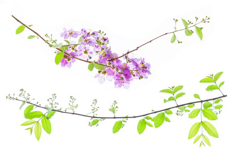 紫薇 floribunda 花, 又名泰紫薇