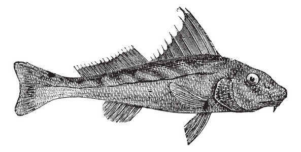 kingcroakers 或鳔，复古雕刻