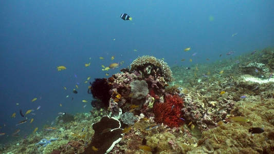 珊瑚礁和热带鱼。菲律宾