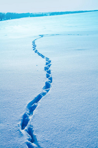 雪地里的动物痕迹