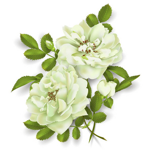 白玫瑰的背景图片-白玫瑰的背景素材-白玫瑰的背景插画-摄图新视界