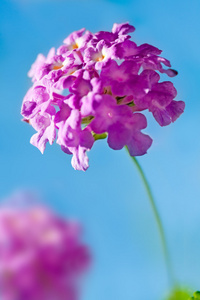    lantana montevidensis