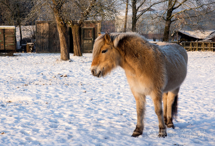 在雪中的马