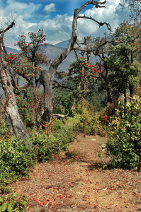 高山杜鹃林