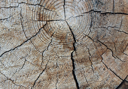 古老的木材质地与自然图案。老树的横断面