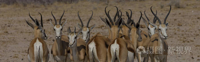 纳米比亚国家公园 Etosha 跳羚队