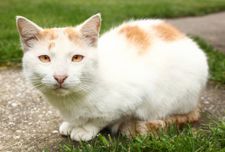 可爱的白橙猫