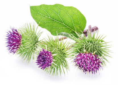 多刺花冠 牛蒡花白色背景上照片 正版商用图片0slhja 摄图新视界 多刺花冠 牛蒡花白色背景上照片 正版商用图片0slhja 摄图新视界