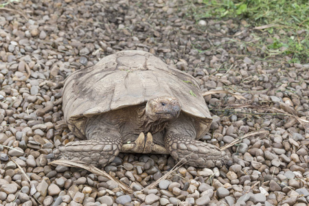 非洲被刺激的龟的画像, 坎塔布利亚, 西班牙