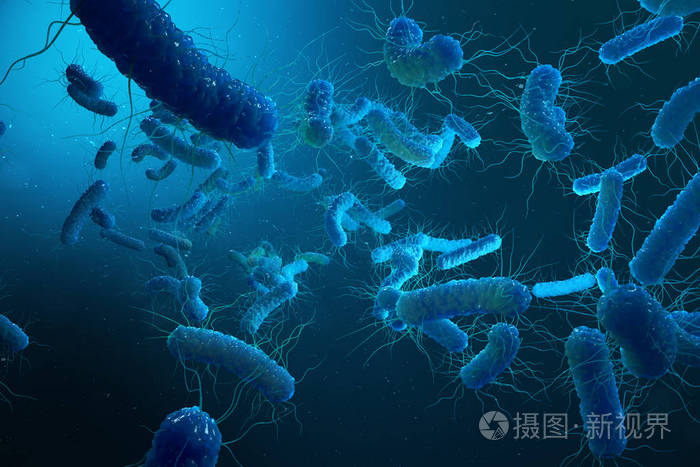 enterobacterias 克 negativas proteobacteria, 细菌如沙门氏菌