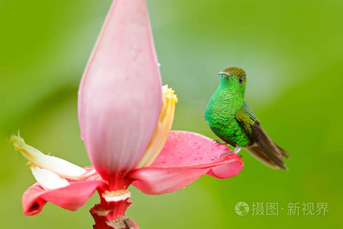 蜂鸟靠近美丽的粉红色花朵