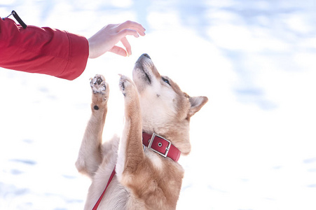 柴犬养殖狗玩一个女孩, 一个女孩喂狗, 在一个照片