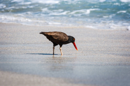 秘鲁帕拉卡斯的黑 oystercatcher Haematopus