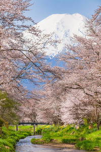 樱花树和山富士在春季季节图片