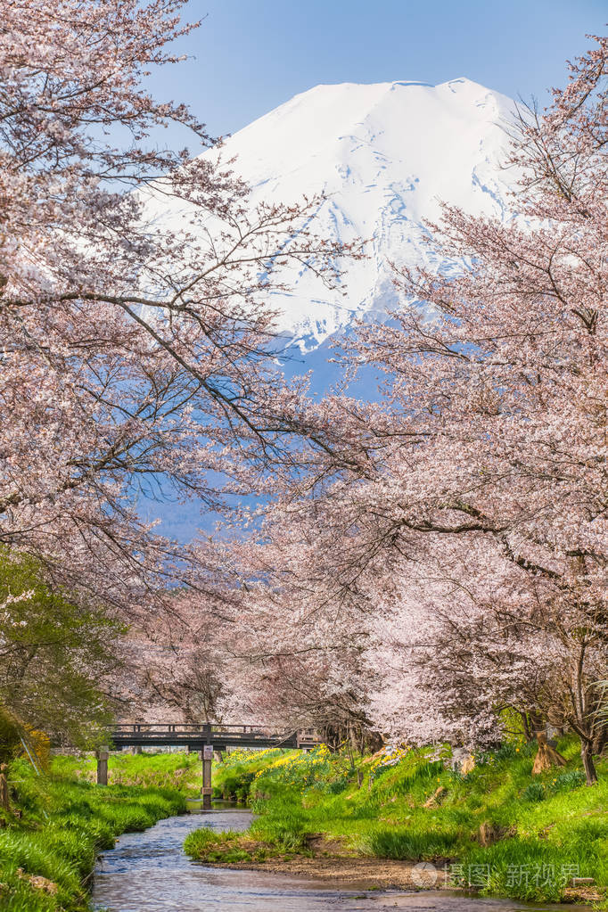 樱花树和山富士在春季季节