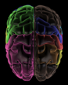 彩色的大脑区域的顶视图