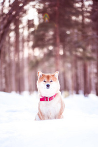 犬的狗坐在雪上, 美丽的冬天