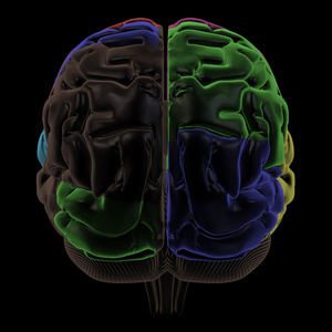 彩色的大脑区域的背视图