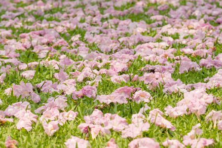 粉红色的花朵 Tabebuia 的花枯萎在绿草