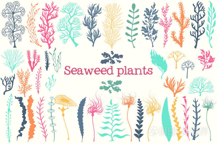 海洋植物和水族馆海藻矢量集
