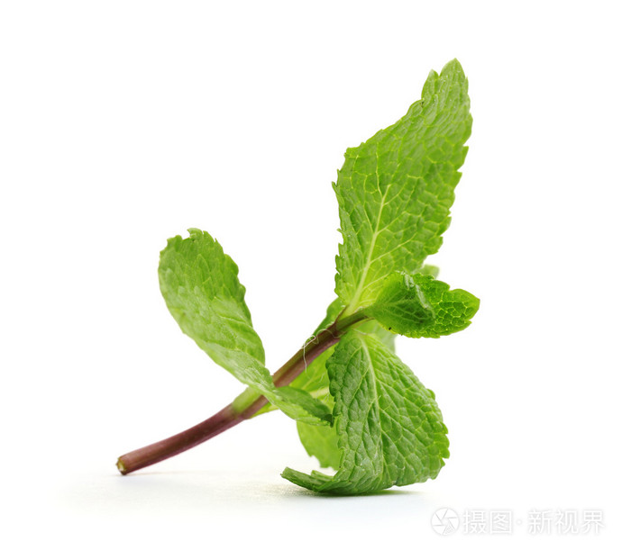 新鲜薄荷白隔离