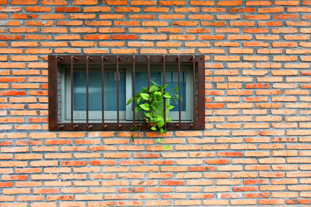 复古墙和窗户与植物