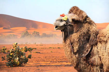 在摩洛哥撒哈拉大沙漠中的骆驼