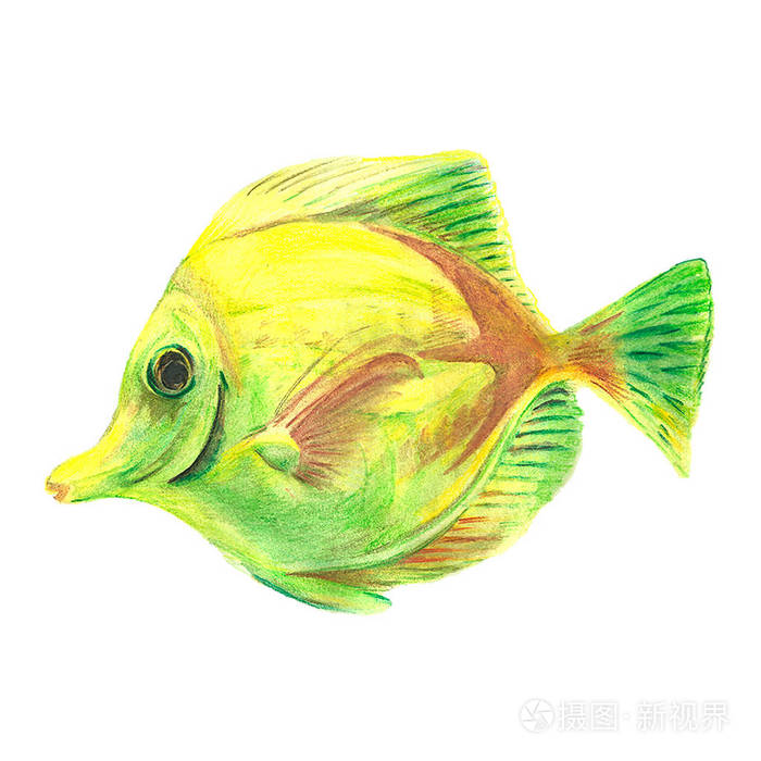 水彩手绘热带鱼在白色背景上