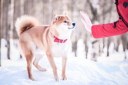 柴犬养殖狗与女孩玩耍, 手上显示停止标志, 上