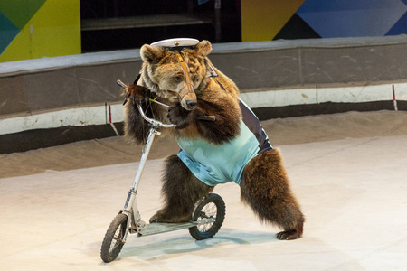 骑着独轮车熊图片