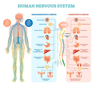 人神经系统医学向量图解与副交感神经和交感神经和所有连接的内脏器官