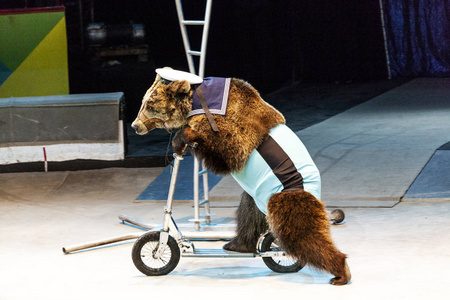 一只熊骑着滑板车.马戏团的熊在马戏团的舞台上骑着滑板车照片