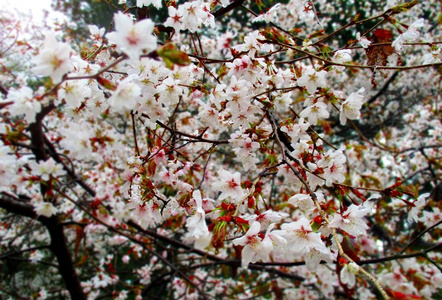 樱花树枝樱桃花