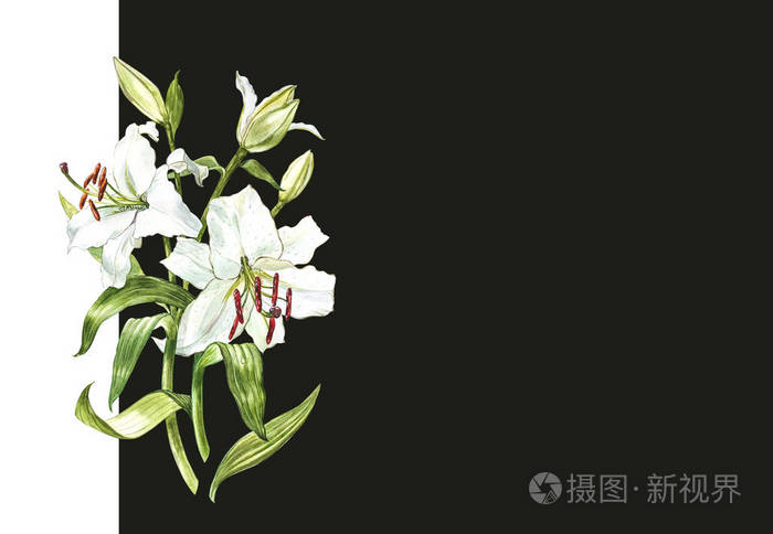 水彩集白百合, 手绘植物插图在黑暗的背景下的花朵