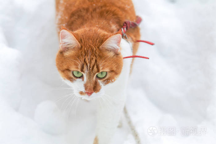 红白猫在白雪表面玩耍