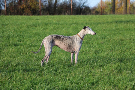 斑点 galgo 站在花园里