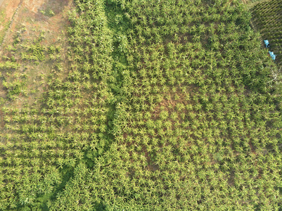 空中无人机查看香蕉种植园柬埔寨