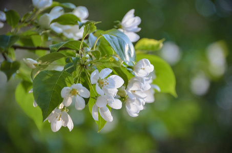 春天的太阳上盛开的白色花朵芬芳的树枝