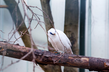 白鸟在里斯本动物园