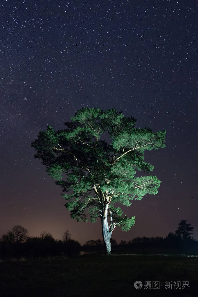 星空下大树的夜景.夜景狂野自然
