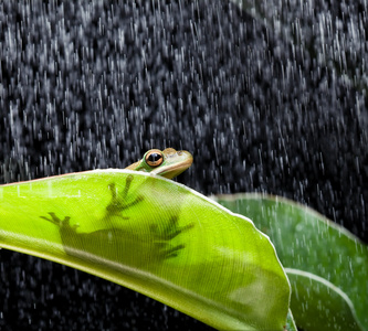 在下雨天的青蛙图片