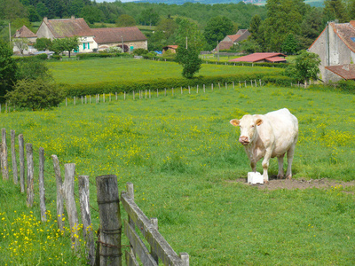 Cow Charollaisesaone和Loirefrance