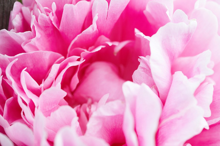 粉色牡丹花卉