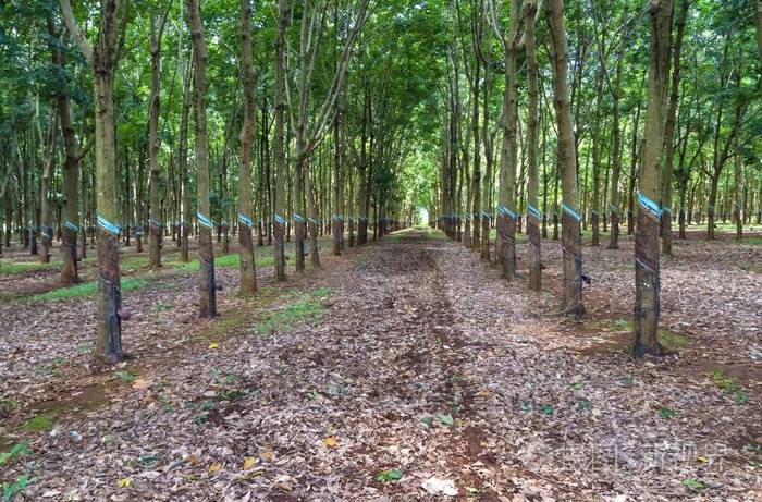 用于农业生产天然橡胶和家具制造的橡胶树棕榈种植园照片-正版商用图