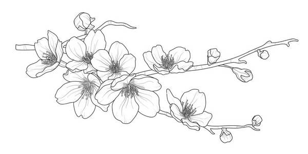 可爱的手画孤立樱花分支设置2照片