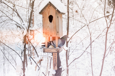 冬天寒冷的森林里有雪的鸟笼和鸽子鸟