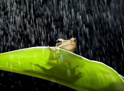 在雨中的青蛙摄影图