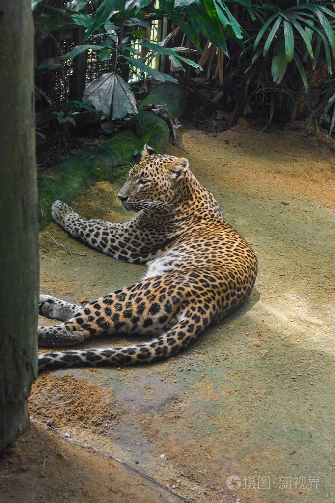 豹在新加坡动物园