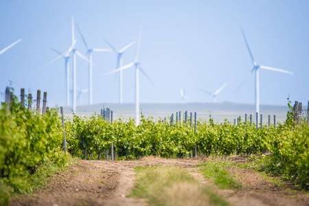 在后面的风力涡轮机生态葡萄酒葡萄园种植园